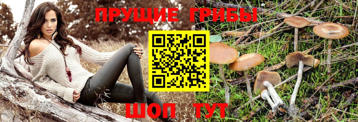 Псилоцибиновые грибы мицелий Урюпинск